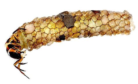 C­a­d­d­i­s­h­f­l­y­ ­L­a­r­v­a­s­ı­n­ı­n­ ­S­ü­s­l­ü­ ­2­6­ ­E­v­i­